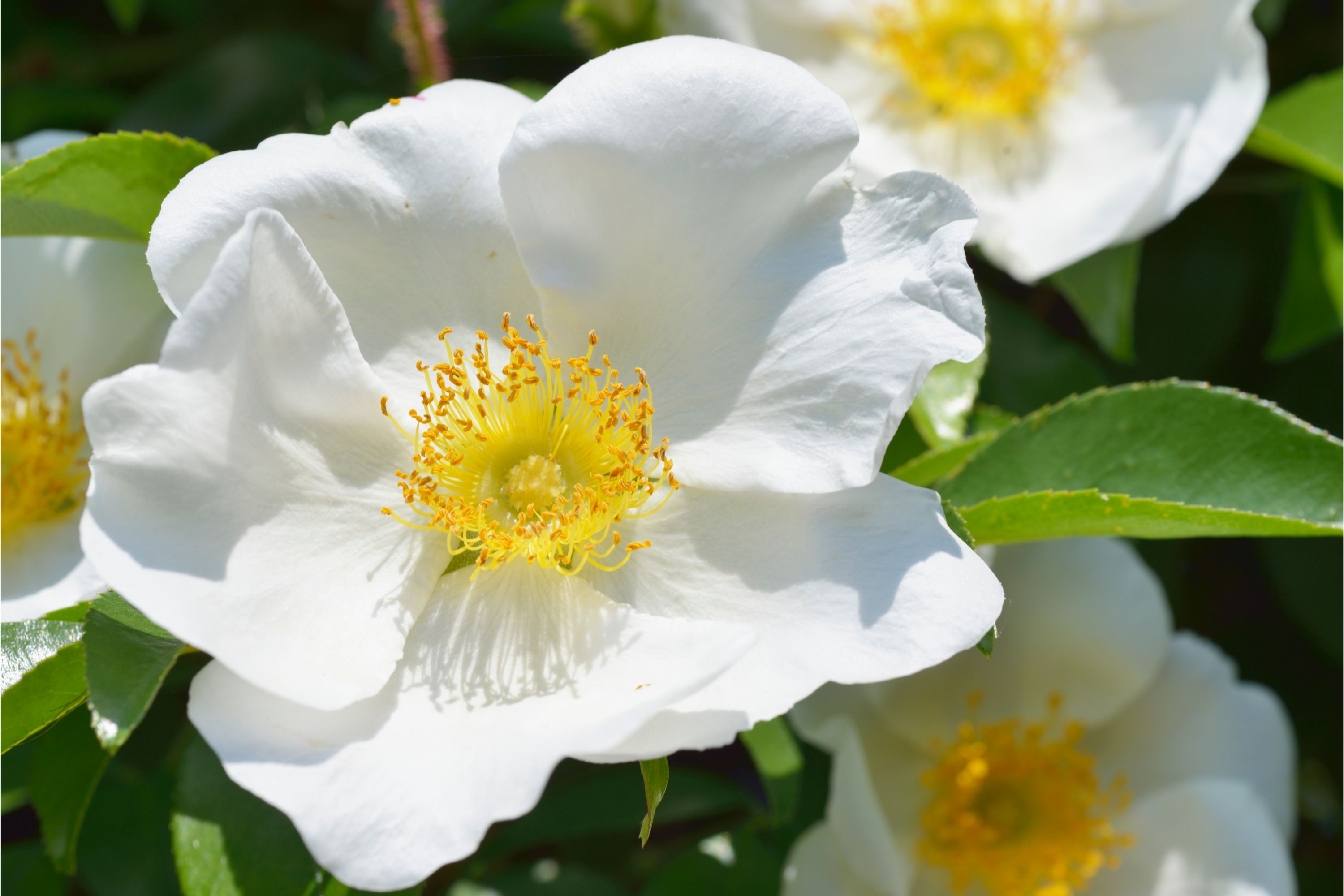 Rosa laevigata
